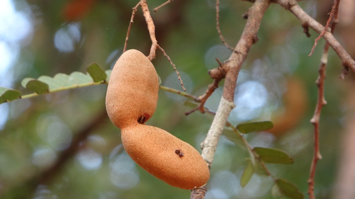Demirhindi ağacı dalında olgunlaşmış demirhindi (tamarind) baklaları
